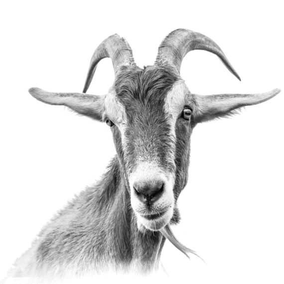 Art United | Pam Vincent Photography | 'The Goat on the corner in Mamaku'