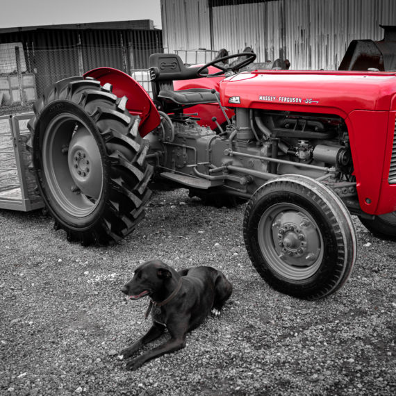Art United | Pam Vincent Photography | Red Massey Ferguson Tractor with Dog