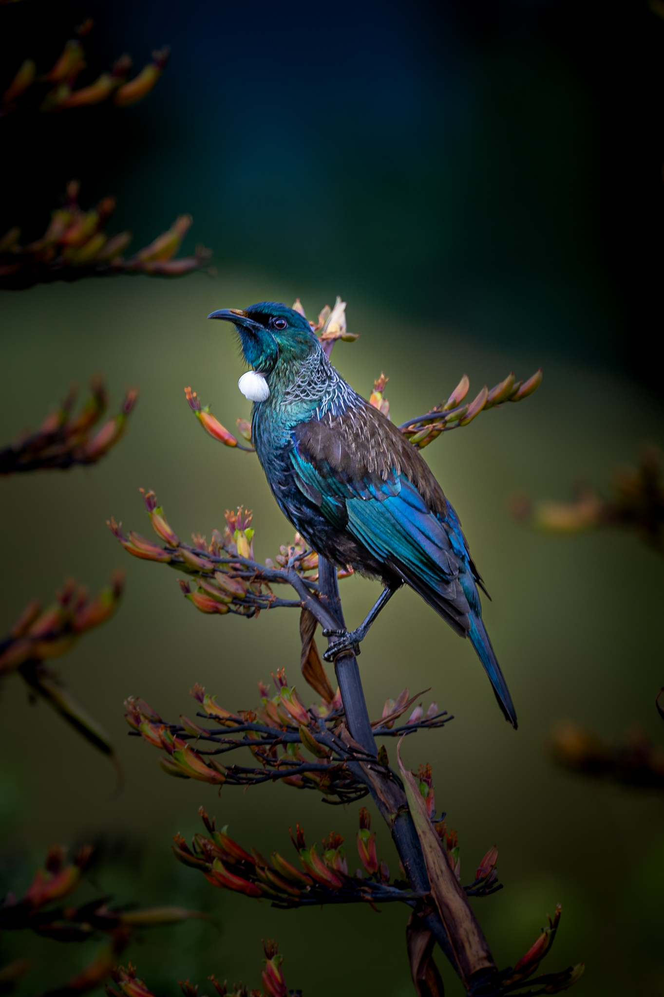 Art United | Pam Vincent Photography | NZ Native Bird | Tui