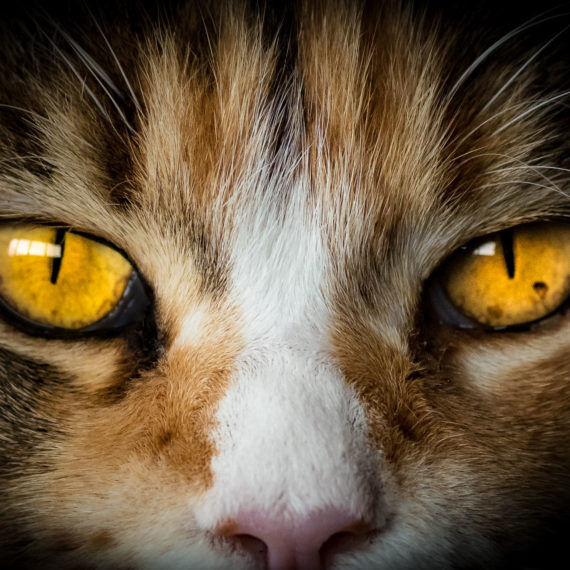 Art United | Pam Vincent Photography | Camera Closeup 'Catseyes'